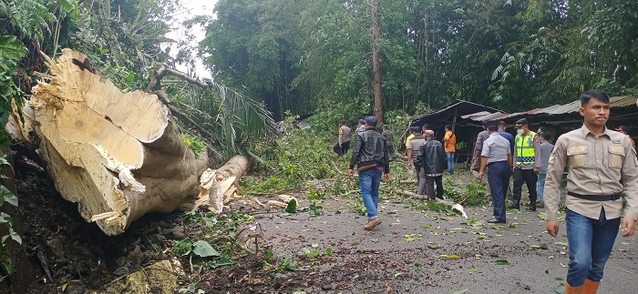 20 Pohon Diusulkan Ditebang