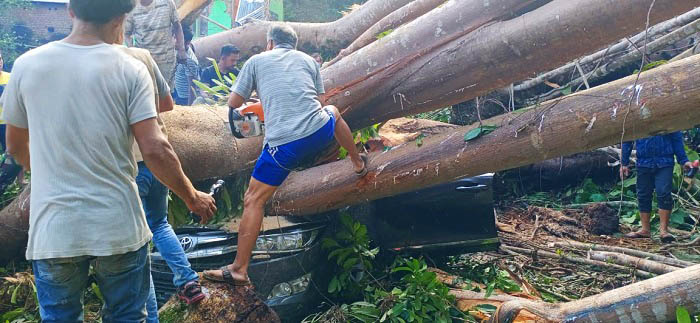 Pohon Tumbang Hantam Innova, Pasutri Tewas