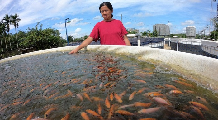 Agustus, Kepastian Pelaksanaan Restocking