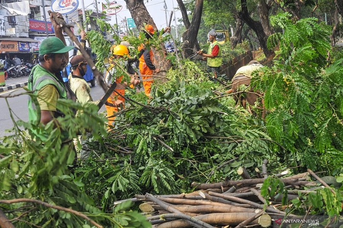 Kesatuan Pengelolaan Hutan Lindung (KPHL) Siap Lakukan Pemangkasan Pohon