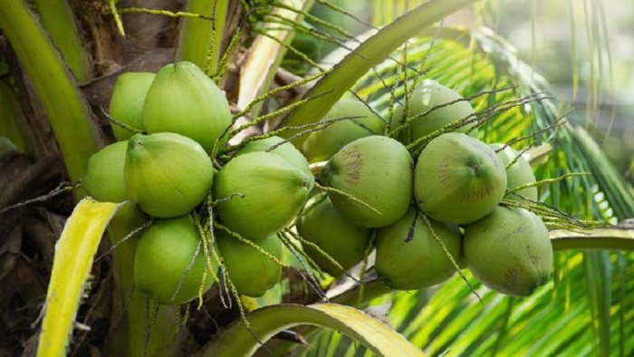 Kelapa Obat COVID-19?