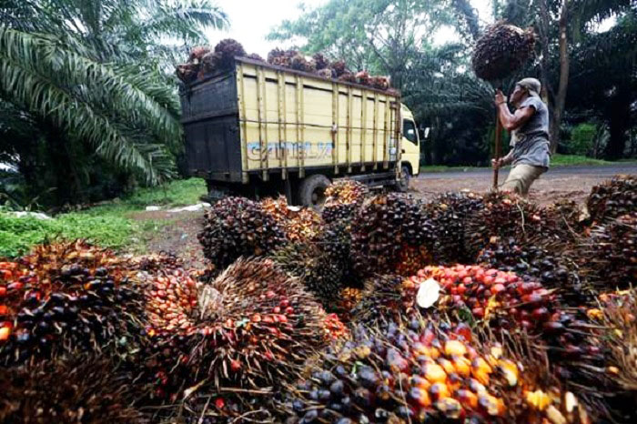 Ditengah Kebijakan PPKM, Harga TBS Kelapa Sawit Stabil