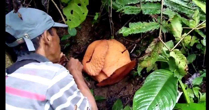 Rafflesia Arnoldi Mekar di Kebun Warga