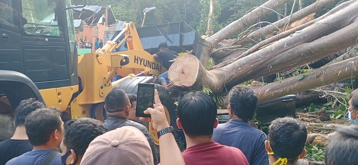 BPBD Enggan Tebang Pohon Kawasan HL, Jika Ada Kompensasi