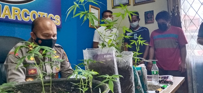 Polisi Amankan Tiga Tersangka Kasus Ganja, Termasuk Ribuan Biji Ganja Siap Tanam