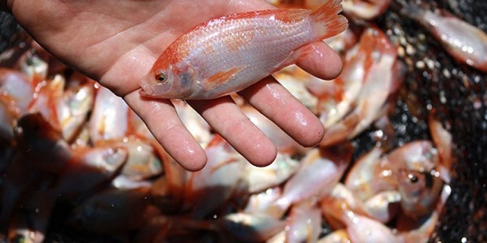 200 Ribu Benih Ikan Ditebar Pekan Depan