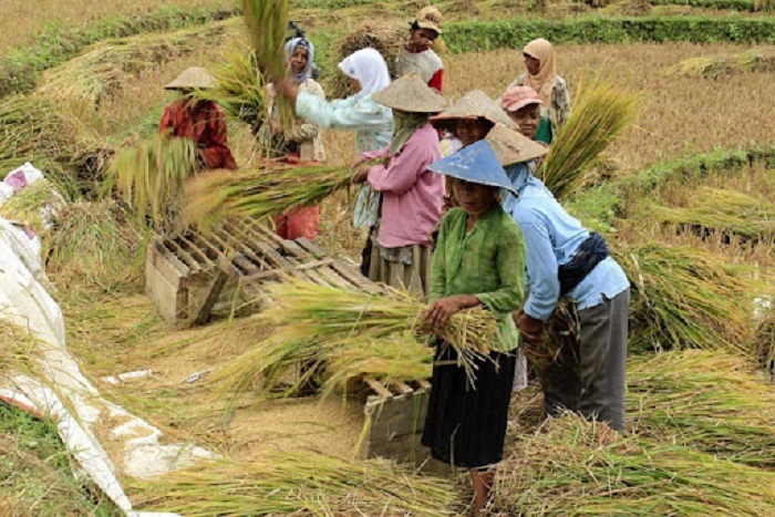 Pemkab Siapkan Lahan Produktif, Sambut Bantuan Kementan