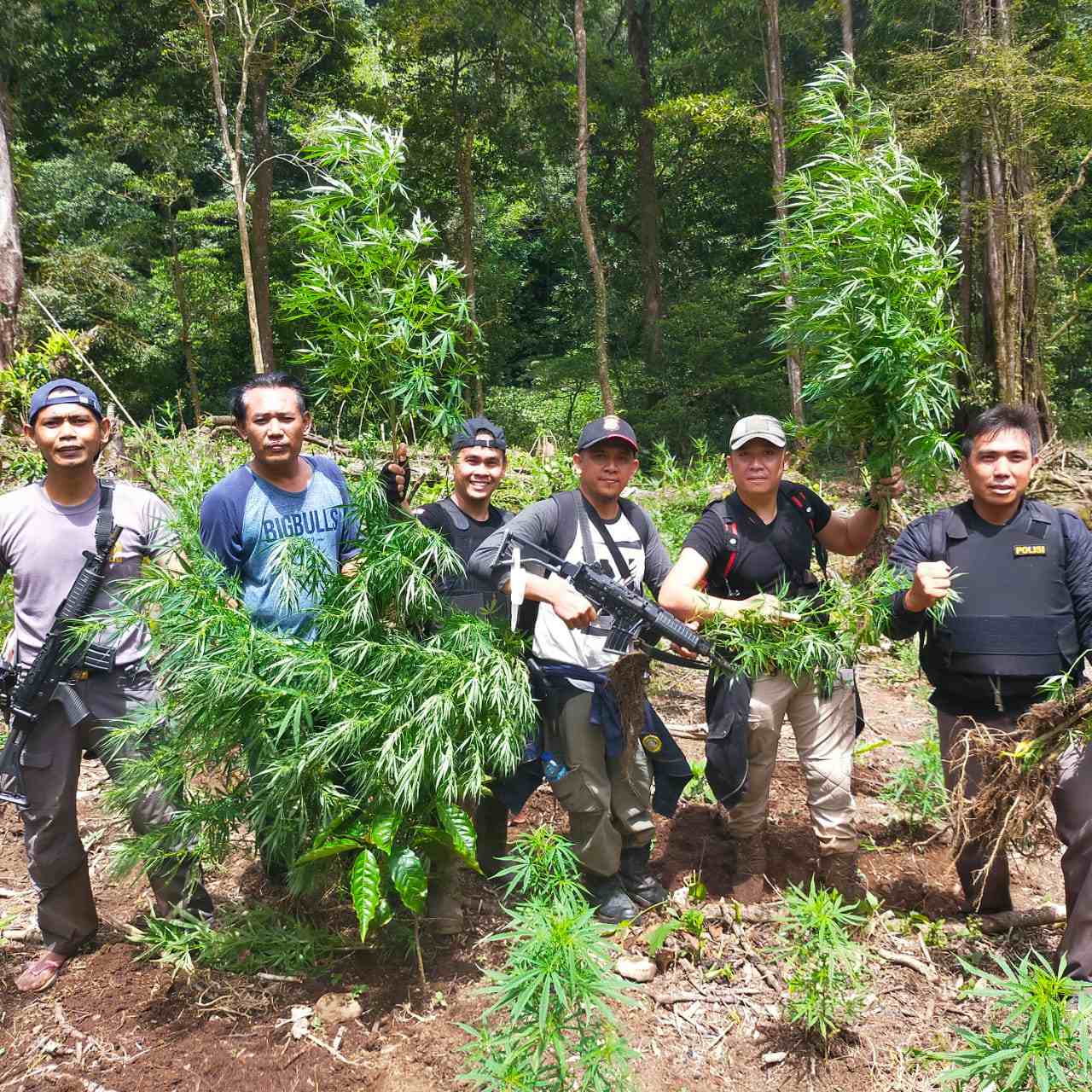 Polisi Temukan Ladang Ganja Seluas 1,5 Hektar di Rejang Lebong