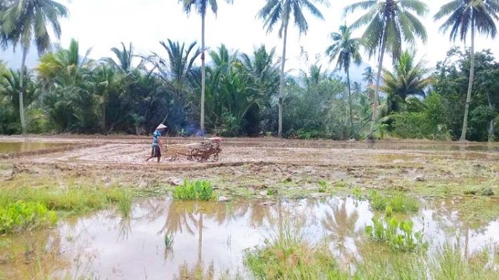 Disperkan Lebong Siapkan 776 Ton Pupuk Subsidi