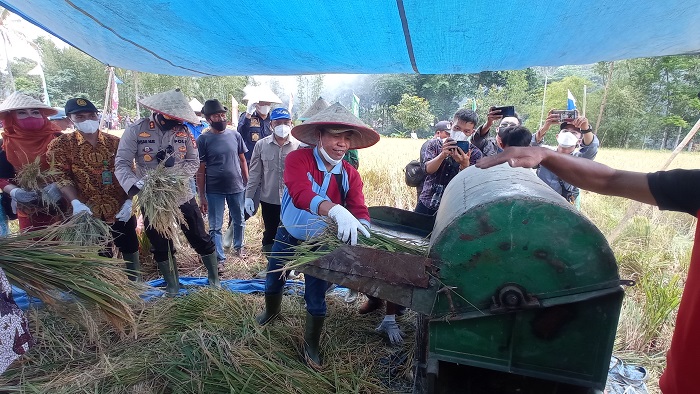 Panen Raya Perdana MT II, Bupati Optimis Lebong Jadi Lumbung Beras