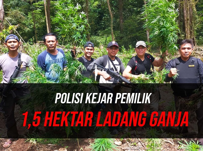 Polisi Kejar Pemilik 1,5 Hektar Ladang Ganja