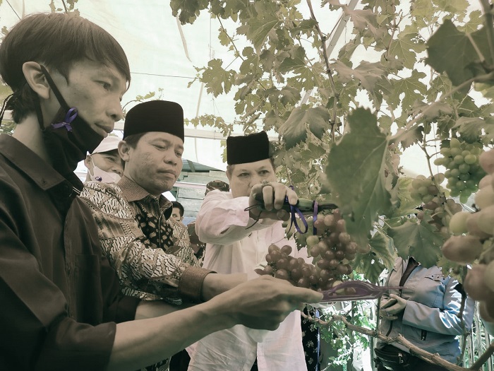 Anggur Tumbuh di Lebong, Bupati Sebut Keajaiban