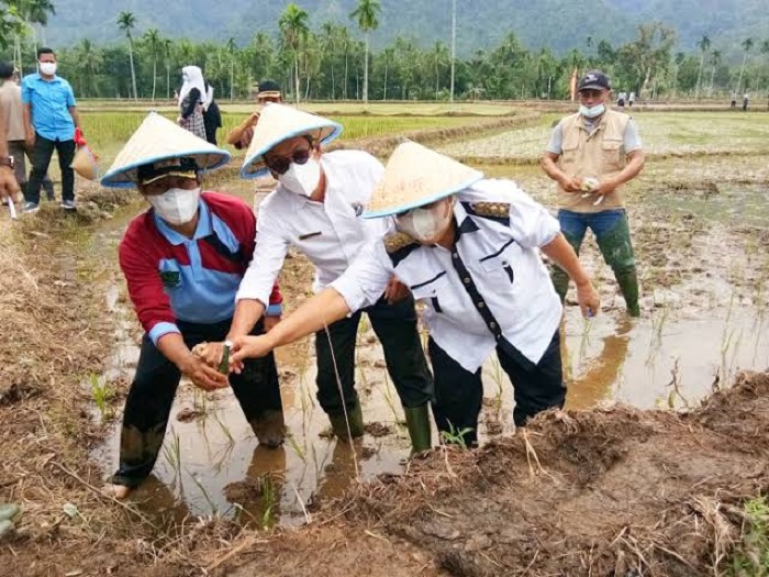 Stok Pupuk Bersubsidi Aman Sampai Masa Tanam Kedua