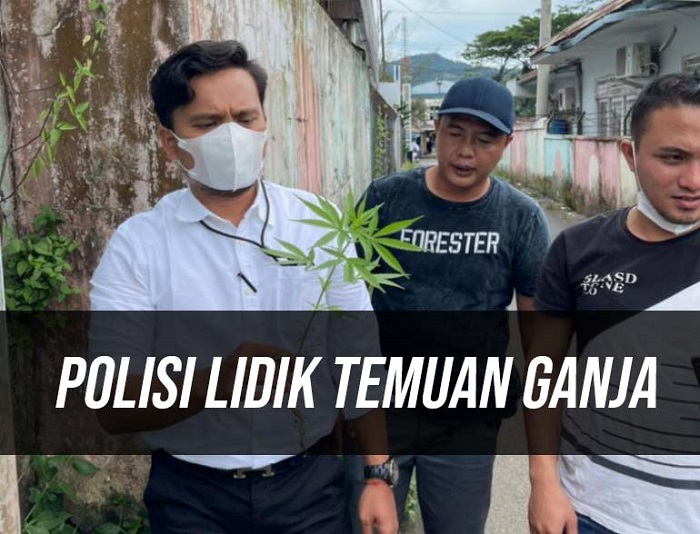 Polisi Lidik Temuan Ganja