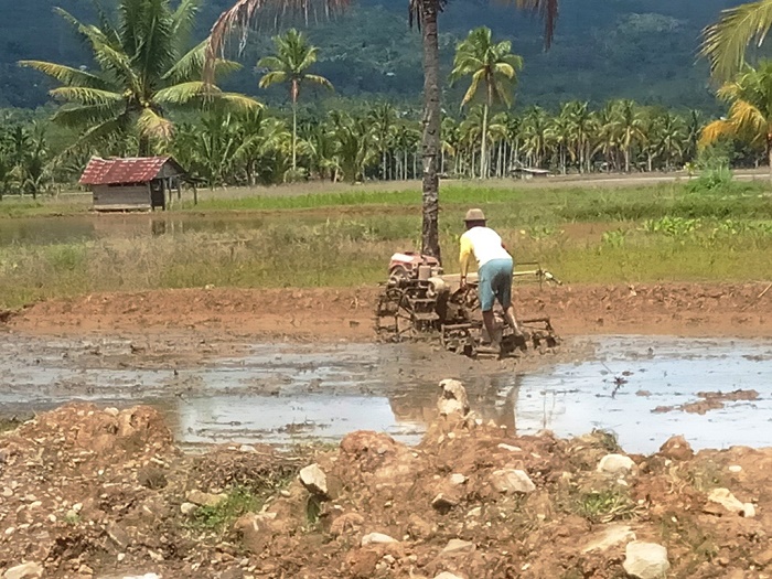 Musim Penghujan, Warga Mulai Bajak Sawah