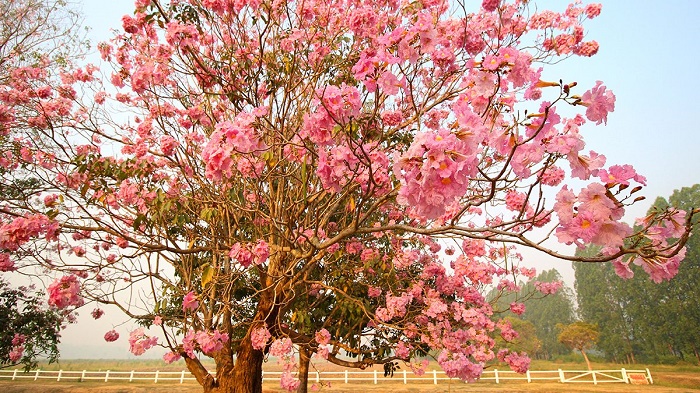 Percantik Kabupaten Dengan Tabebuya, Bunga Khas Jepang