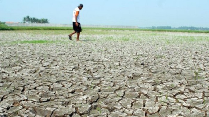 Ratusan Hektar Sawah Terancam Gagal Panen