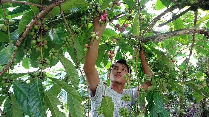 Harga Kopi Tidak “Pahit” Lagi, Sudah Naik 25 Ribu