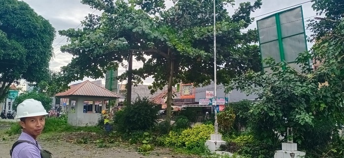 Pangkas Pohon, Masih Tunggu Tim Lapangan