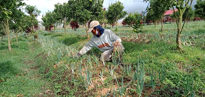 Budidaya Daun Bawang Menjanjikan