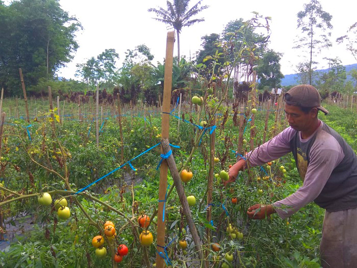 Harga Meroket, Petani Tomat Merugi