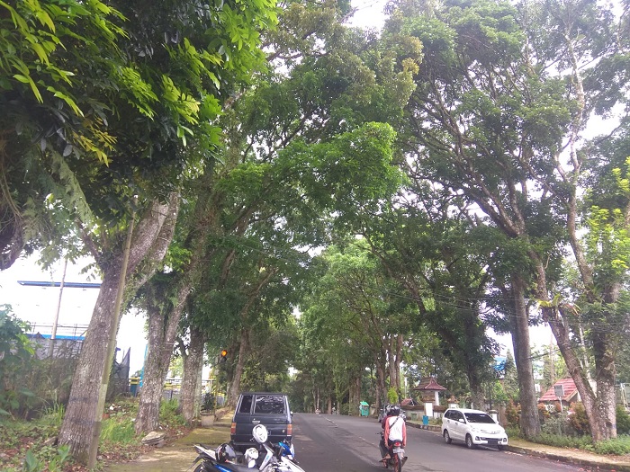 Cuaca Esktrim Waspadai Pohon Tumbang