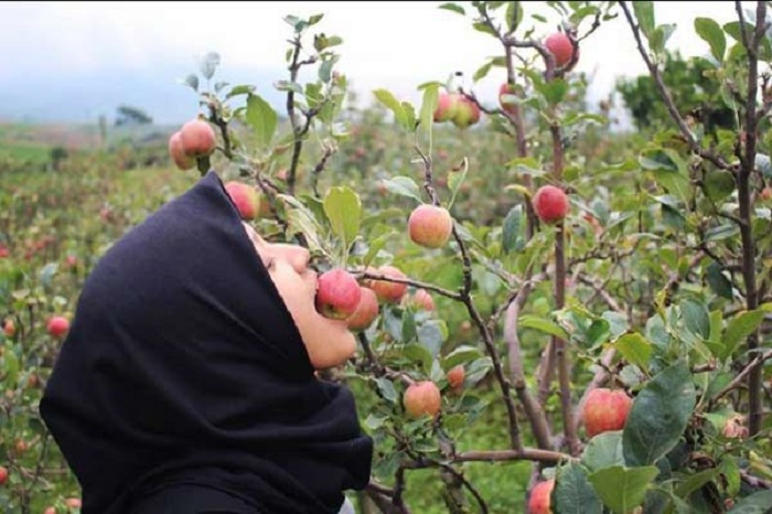 Pemkab RL Wacanakan Kembangkan Agrowisata Apel