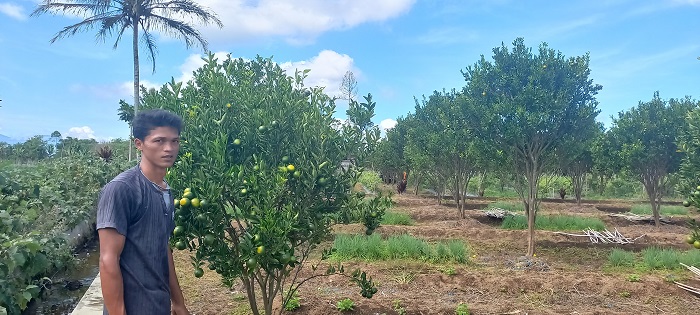 Pupuk Mahal, Produksi Jeruk Turun
