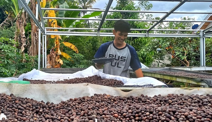 Harga Kopi Semakin Pahit.. Rp 19 Ribu Per KG