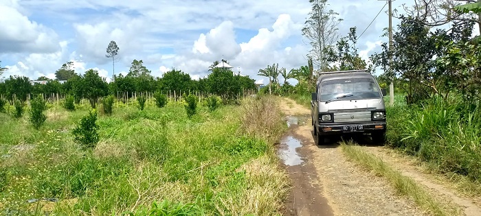 Jalan Rusak, Agrowisata Kebun Jeruk Sepi Pengunjung