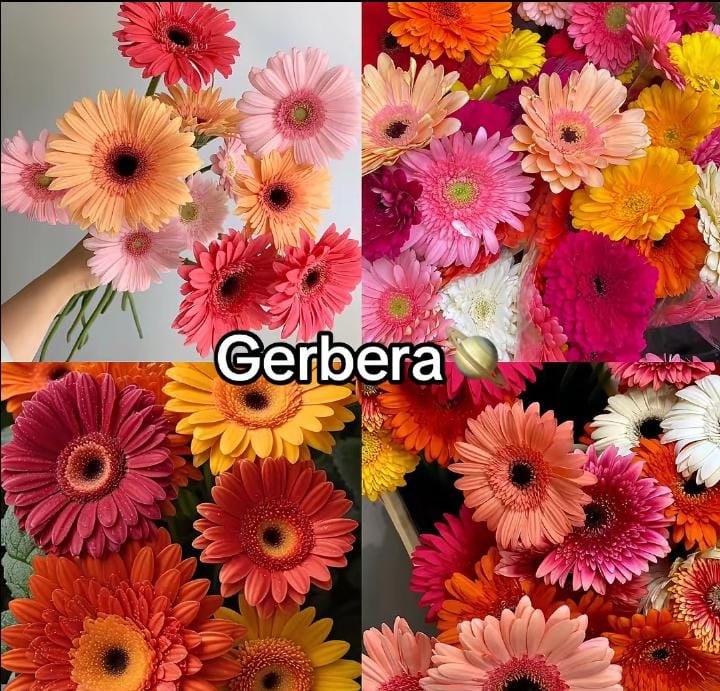 5 Fakta Menarik Tentang Bunga Gerbera yang Jarang Diketahui