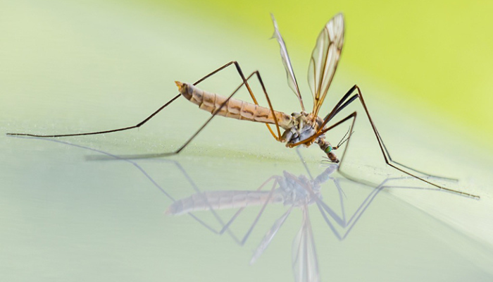 Kenapa Ya Nyamuk Suka Ngumpul di Rumah Kamu? Ternyata 5 Alasan Ini Jadi Penyebabnya