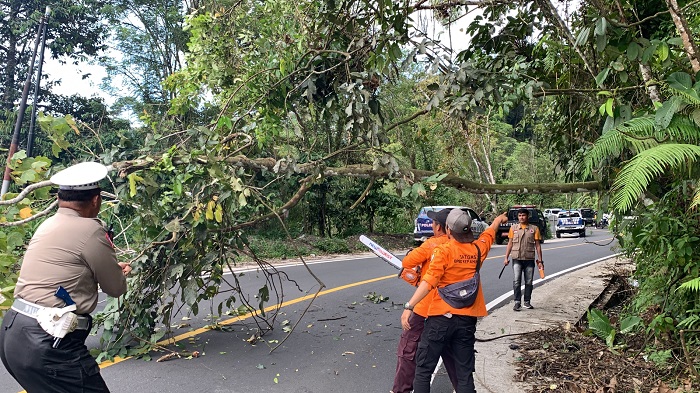 Dinilai Rawan BPBD Pangkas Pohon di Lintas Kepahiang - Bengkulu