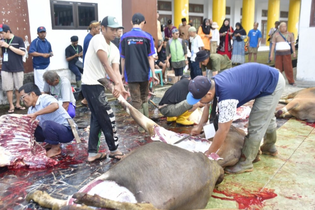 Total 1.746 Hewan Kurban Disembelih di Rejang Lebong