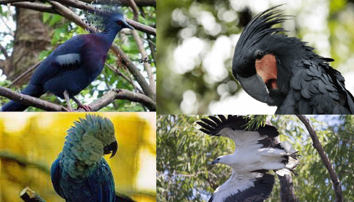 Fantastis! Ini Dia 4 Burung Termahal di Dunia, Bisa Capai Harga Jutaan Dolar