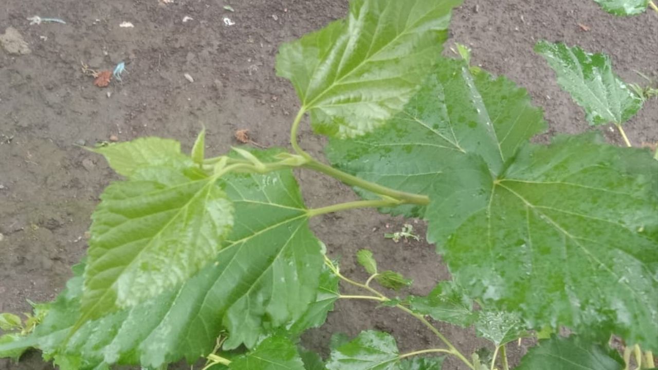 Kamu Harus Tahu! Ini 3 Manfaat Daun Murbei bagi Kesehatan Tubuh Manusia yang Jarang Diketahui