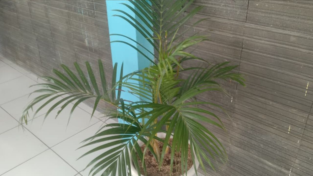 Tips Perawatan Tanaman Hias Palem Kuning yang Harus Kamu Ketahui, Cek Disini!  