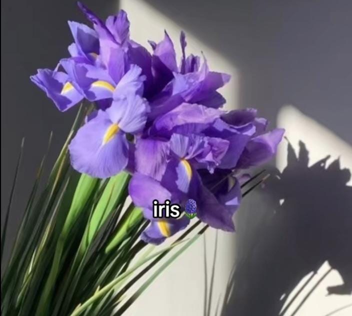 Bunga Iris Bikin Takjub! Ternyata Punya Arti dan Sejarah yang Kuat