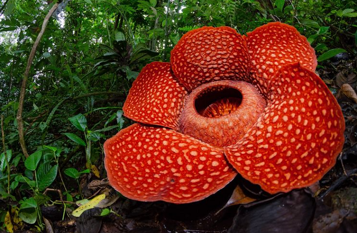 BKSDA Catat 8 Rafflesia Mekar di Rejang Lebong
