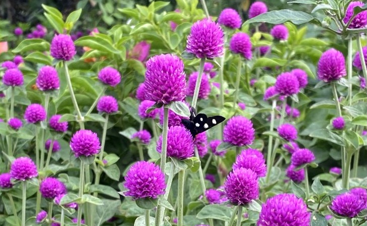 Jarang Diketahui! Ini 7 Khasiat Bunga Kenop untuk Kesehatan dan Cara Mengonsumsinya