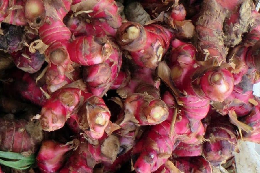 Manfaat Jahe Merah Salah Satunya untuk Atasi Batuk dan Nyeri
