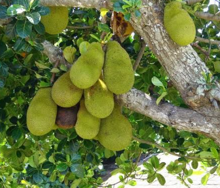 Buah Nangka Muda Ternyata Baik untuk Pencernaan  