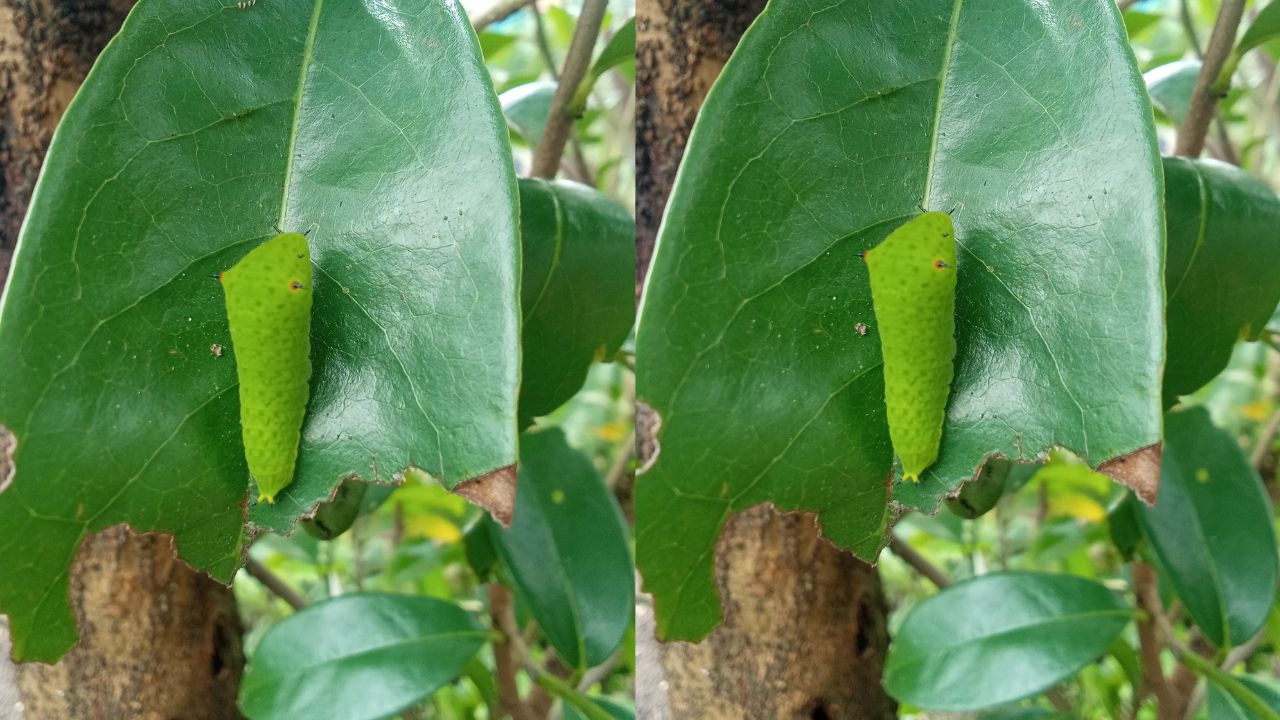 Catat! Ini 3 Bahan Alami yang Bisa Membantu Membasmi Ulat pada Tanaman