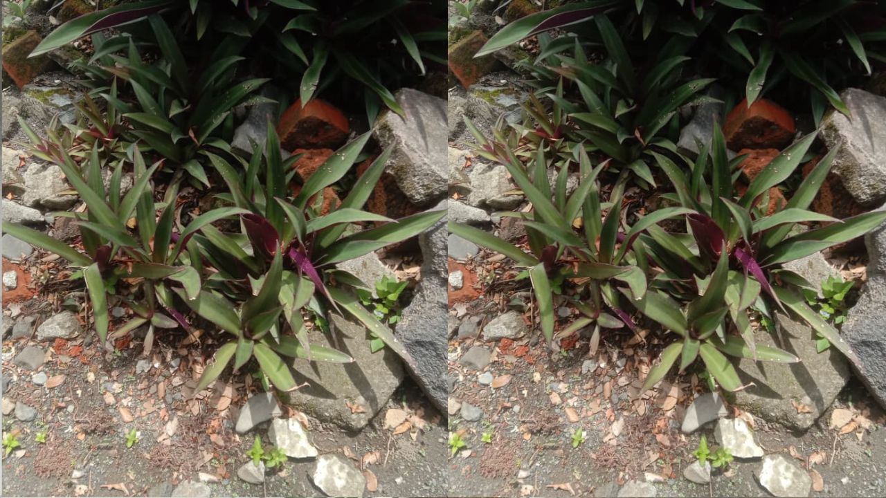 Catat! Ini 3 Tips Perawatan Tanaman Hias Bunga Adam Hawa yang Wajib Kamu Ketahui