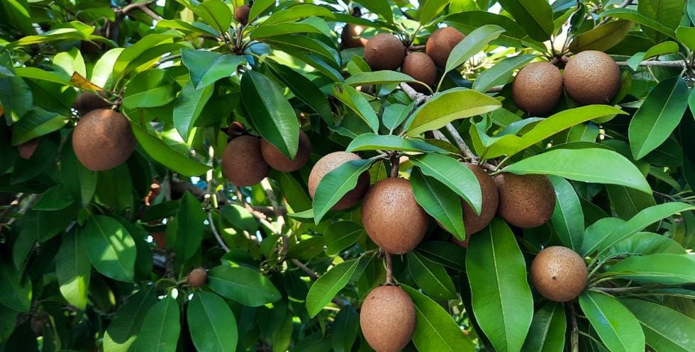 Khasiat Buah Sawo Bagi Kesehatan Manusia