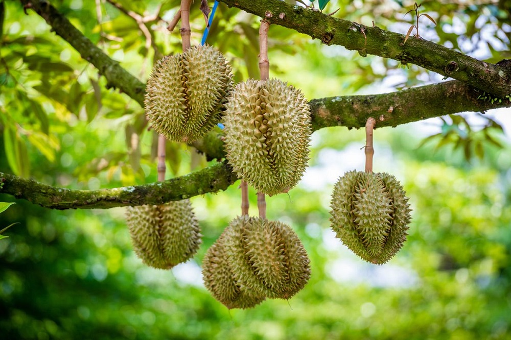 Tak Hanya Lezat, Ternyata Durian Si Raja Buah Miliki Banyak Manfaat untuk Kesehatan