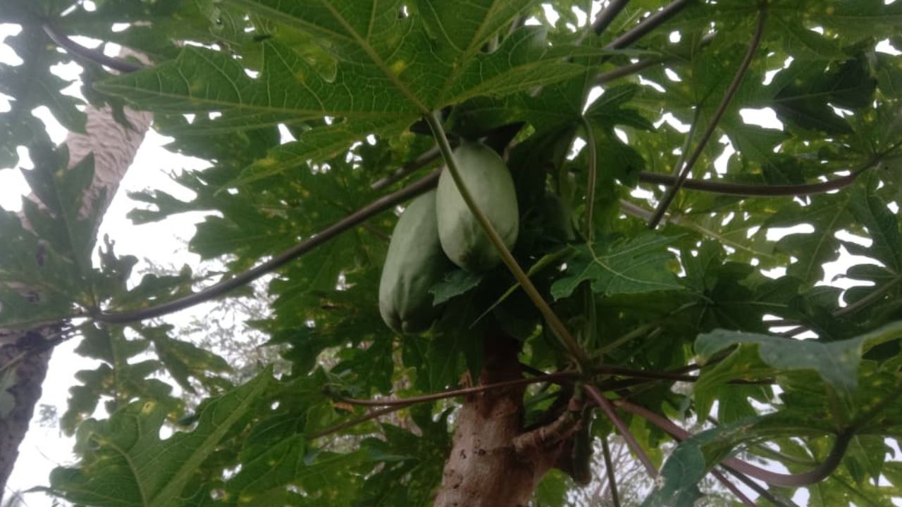 Kamu Harus Tahu! Ini 3 Manfaat Pepaya Muda bagi Kesehatan Tubuh Lansia      ﻿