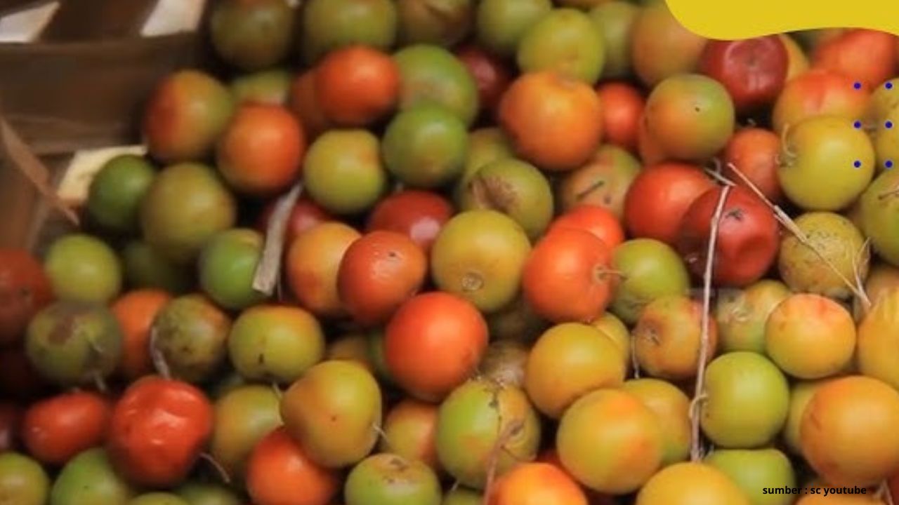 Manfaat Buah Bidara untuk Kesehatan Manusia yang Jarang Diketahui, Cek Disini!