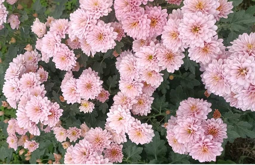 Bunga Cantik Tapi Rentan: Kekurangan Krisan yang Wajib Diperhatikan Pecinta Tanaman 