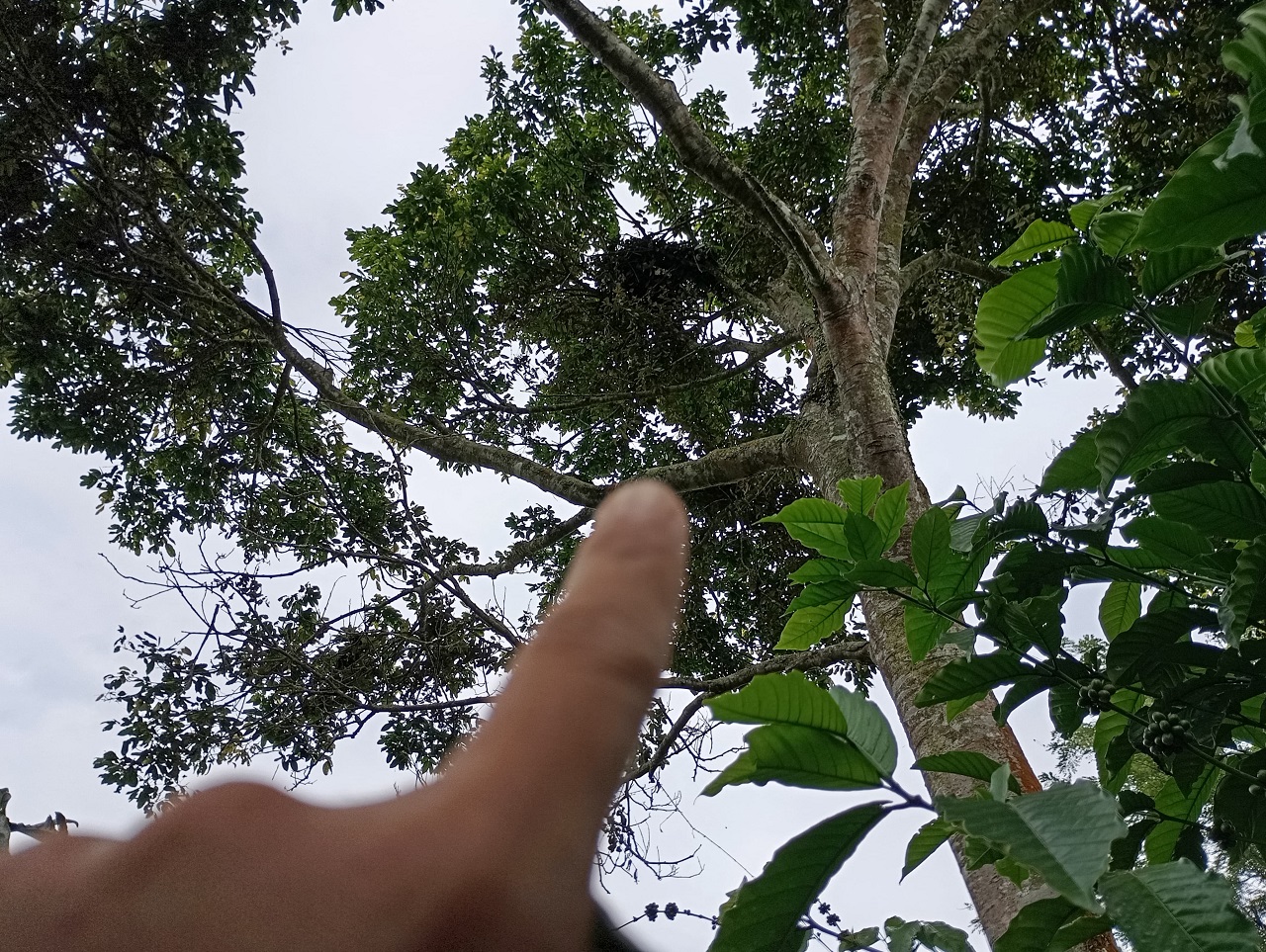 Konflik Warga dan Beruang Kembali Terjadi di Sukarami, BKSDA Beri Pesan